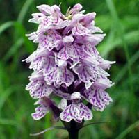 Orchis tacheté. Cliquer pour agrandir l'image.