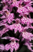 Orchis tacheté. Cliquer pour agrandir l'image. Orchis tacheté. Cliquer pour agrandir l'image.