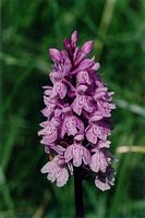 Orchis tacheté. Cliquer pour agrandir l'image. Orchis tacheté. Cliquer pour agrandir l'image.