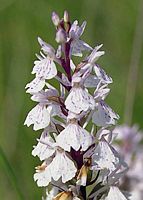 Orchis tacheté. Cliquer pour agrandir l'image.