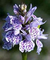 Orchis tacheté. Cliquer pour agrandir l'image.