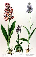 Orchis tacheté. Planche d'identification Losch. Cliquer pour agrandir l'image.
