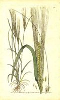 Orge. Planche d'identification. Cliquer pour agrandir l'image.