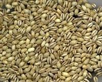 Orge. Grains. Cliquer pour agrandir l'image.