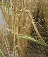 Orge. Plantes. Cliquer pour agrandir l'image.