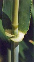 Orge. Ligule. Cliquer pour agrandir l'image.
