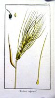Orge. Planche d'identification krauss. Cliquer pour agrandir l'image.