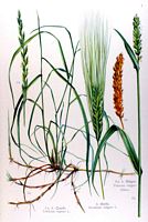 Orge. Planche d'identification Losch. Cliquer pour agrandir l'image.