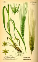 Orge. Planche d'identification Thomé. Cliquer pour agrandir l'image.