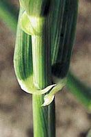Orge. Ligule. Cliquer pour agrandir l'image.