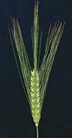 Orge. Epi. Cliquer pour agrandir l'image.
