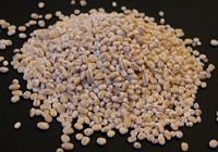 Orge. Grains. Cliquer pour agrandir l'image.