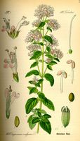 Origan commun. Planche d'identification Thomé. Cliquer pour agrandir l'image.