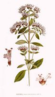 Origan commun. Planche d'identification Linnemand. Cliquer pour agrandir l'image.