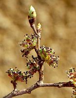 Orme champêtre. Bourgeons. Cliquer pour agrandir l'image.