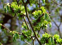 Orme champêtre. Fleurs. Cliquer pour agrandir l'image.