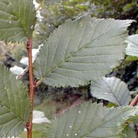 Orme champêtre. Feuille et bourgeons. Cliquer pour agrandir l'image.