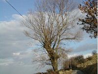 Orme champêtre. Plante. Cliquer pour agrandir l'image.