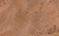 Orme champêtre. Bois loupe. Cliquer pour agrandir l'image.