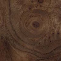 Orme champêtre. Bois loupe. Cliquer pour agrandir l'image.
