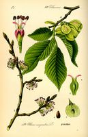 Orme champêtre. Planche d'identification. Cliquer pour agrandir l'image.
