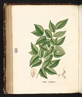 Orme champêtre. Planche d'identification Saint-hilaire. Cliquer pour agrandir l'image.