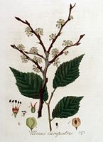 Orme champêtre. Planche d'identification Flora batava. Cliquer pour agrandir l'image.