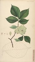Orme champêtre. Planche d'identification Flora danica. Cliquer pour agrandir l'image.