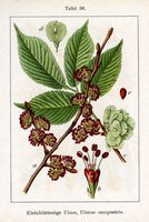 Orme champêtre. Planche d'identification Sturm. Cliquer pour agrandir l'image.