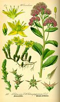 Orpin âcre. Planche d'identification Thomé. Cliquer pour agrandir l'image.