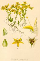 Orpin âcre. Planche d'identification. Cliquer pour agrandir l'image.