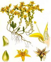 Orpin âcre. Planche d'identification. Cliquer pour agrandir l'image.