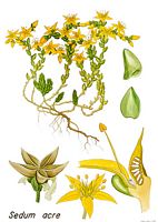 Orpin âcre. Planche d'identification. Cliquer pour agrandir l'image.