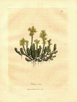 Orpin âcre. Planche d'identification. Cliquer pour agrandir l'image.