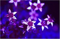 Orpin âcre. Fleurs en lumière uv. Cliquer pour agrandir l'image.