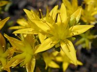 Orpin âcre. Fleurs. Cliquer pour agrandir l'image.