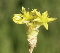 Orpin âcre. Cliquer pour agrandir l'image.