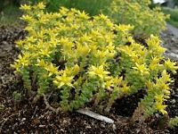 Orpin âcre. Plante. Cliquer pour agrandir l'image.