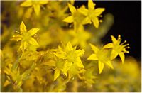 Orpin âcre. Fleurs en lumière visible. Cliquer pour agrandir l'image.