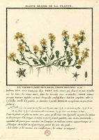 Orpin âcre. Planche d'identification. Cliquer pour agrandir l'image.