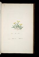 Orpin âcre. Planche d'identification redoute. Cliquer pour agrandir l'image.