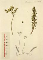 Orpin réfléchi. Planche d'identification Flora danica. Cliquer pour agrandir l'image.