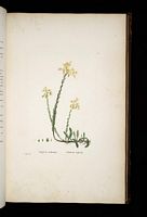 Orpin réfléchi. Planche d'identification redoute. Cliquer pour agrandir l'image.
