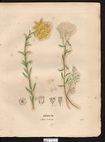 Orpin réfléchi. Planche d'identification Saint-hilaire. Cliquer pour agrandir l'image.