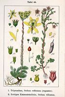 Orpin réfléchi. Planche d'identification Sturm. Cliquer pour agrandir l'image.