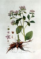 Orpin reprise. Planche d'identification Flora batava. Cliquer pour agrandir l'image.