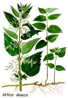 Ortie dioïque. Planche d'identification. Cliquer pour agrandir l'image.