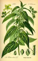 Ortie dioïque. Planche d'identification. Cliquer pour agrandir l'image.