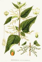 Ortie dioïque. Planche d'identification Linnemand. Cliquer pour agrandir l'image.