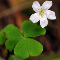 Oxalis des bois. Cheires de Côme. Cliquer pour agrandir l'image.